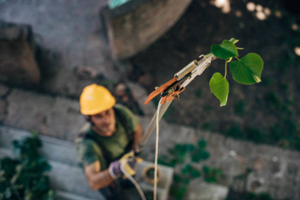 Emergency Storm Tree Removal in Oakdale, LA